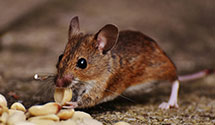 24 Hour & Emergency Exterminators in McCullers, NC